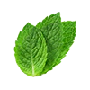 Menta